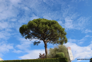 Pino Riggio Carcaci